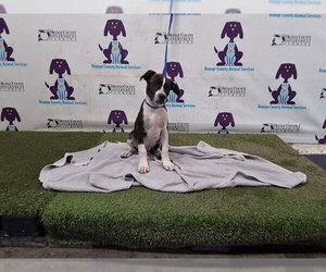 Mutt Dogs for adoption in Orlando, FL, USA