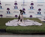 *CHESTER - Male Mutt Dog for Adoption - Small photo