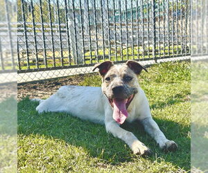 Mutt Dogs for adoption in Riverside, CA, USA