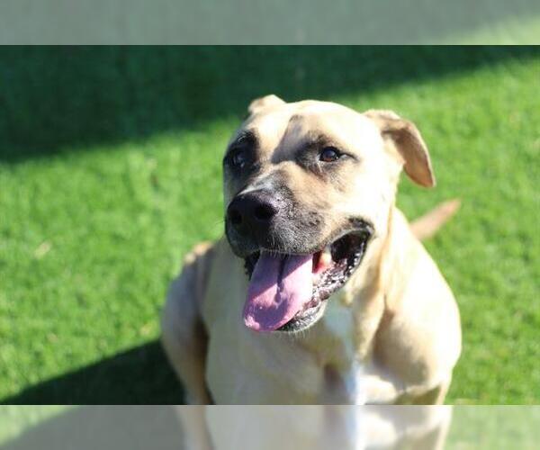 Medium Photo #2 Mastiff-Unknown Mix Puppy For Sale in Grand Prairie, TX, USA