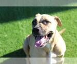 Small Photo #2 Mastiff-Unknown Mix Puppy For Sale in Grand Prairie, TX, USA
