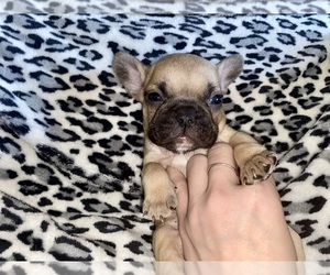 French Bulldog Puppy for sale in MACON, GA, USA