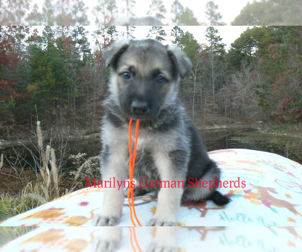Medium Photo #1 German Shepherd Dog Puppy For Sale in PIEDMONT, MO, USA