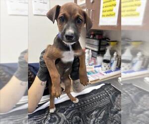 German Shepherd Dog-Unknown Mix Dogs for adoption in Norco, CA, USA