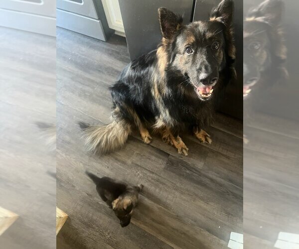 Medium Photo #1 German Shepherd Dog Puppy For Sale in TUCKER, GA, USA