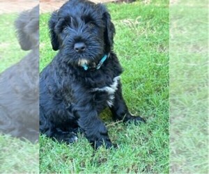 Portuguese Water Dog Puppy for Sale in GAINESVILLE, Georgia USA