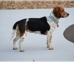 Small Photo #7 Beagle Puppy For Sale in Dunnellon, FL, USA