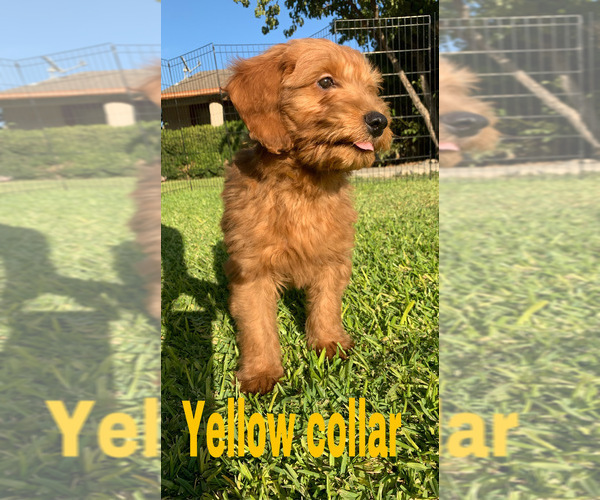 Medium Photo #6 Goldendoodle (Miniature) Puppy For Sale in BAKERSFIELD, CA, USA