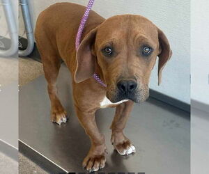 Mastiff-Unknown Mix Dogs for adoption in Vail, AZ, USA