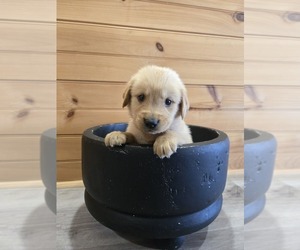 Golden Retriever Puppy for sale in WILLIAMSTOWN, KY, USA