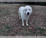 Small #8 Great Pyrenees