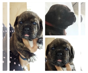 Cane Corso Puppy for sale in MADISON HEIGHTS, MI, USA