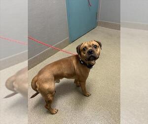 Pug-Unknown Mix Dogs for adoption in Las Vegas, NV, USA