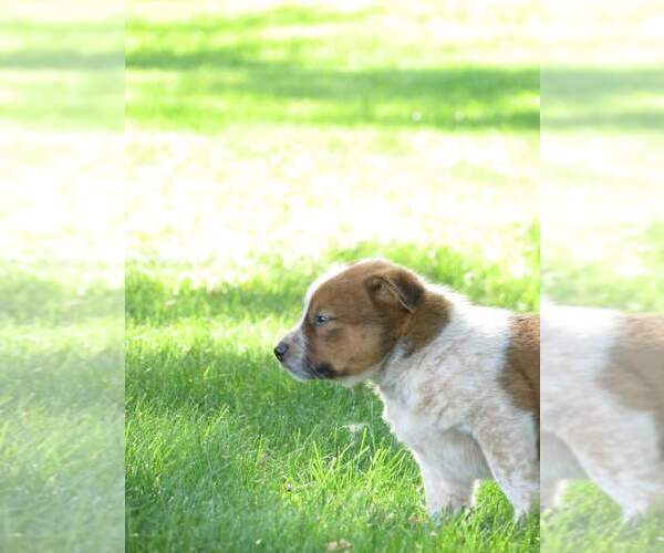 Medium Photo #8 Australian Cattle Dog Puppy For Sale in NEW YORK MILLS, MN, USA