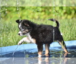 Small #5 Miniature Australian Shepherd