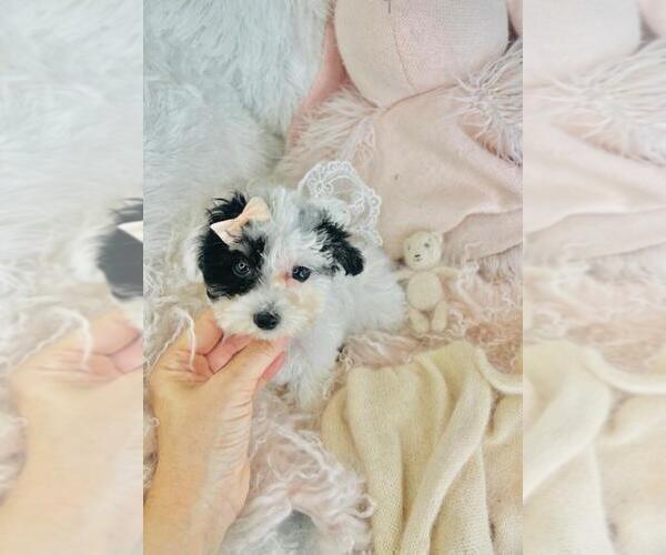 Medium Photo #2 Poodle (Toy) Puppy For Sale in THONOTOSASSA, FL, USA