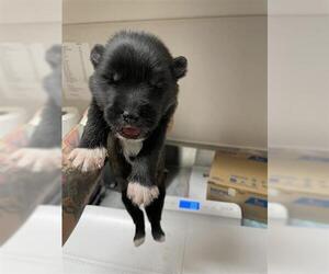 Huskies -Unknown Mix Dogs for adoption in Houston, TX, USA