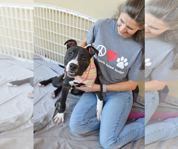 Medium Photo #2 American Pit Bull Terrier-Unknown Mix Puppy For Sale in McKinney, TX, USA
