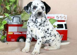 Dalmatian Puppy for sale in MOUNT JOY, PA, USA