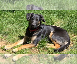 Borador Dogs for adoption in Olalla, WA, USA