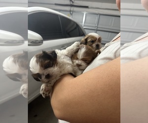 Shih Tzu Puppy for sale in POINCIANA, FL, USA