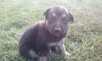 Small Photo #1 German Shepherd Dog Puppy For Sale in PIERCE CITY, MO, USA