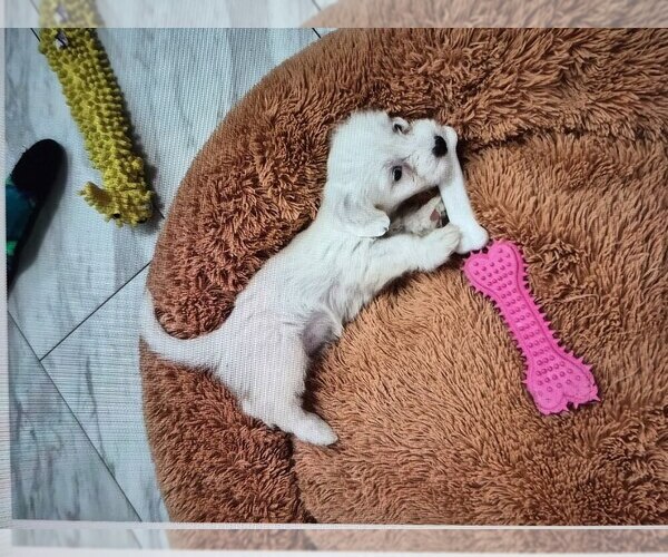 Medium Photo #4 Poodle (Miniature)-Unknown Mix Puppy For Sale in Lakewood, CO, USA