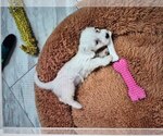Small #3 Poodle (Miniature) Mix
