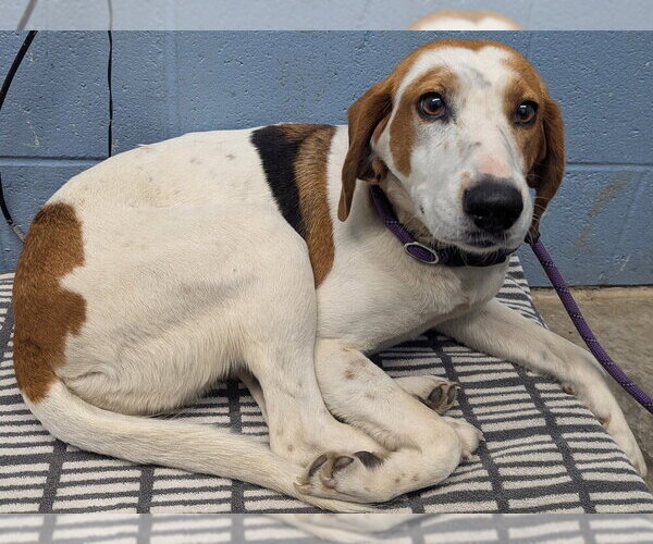 Medium Photo #3 Mutt Puppy For Sale in Evansville, IN, USA