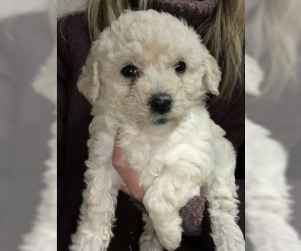 Medium Photo #5 Maltese-Poodle (Toy) Mix Puppy For Sale in CONOWINGO, MD, USA