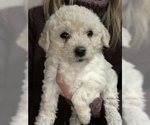 Small Photo #5 Maltese-Poodle (Toy) Mix Puppy For Sale in CONOWINGO, MD, USA