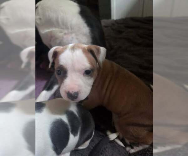 Medium Photo #2 Mutt Puppy For Sale in Holly Springs, NC, USA