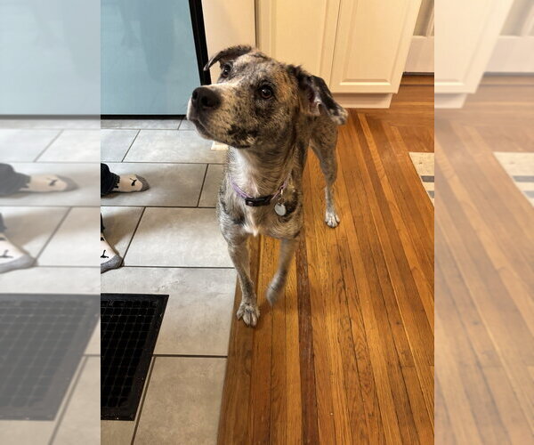 Medium Photo #1 Australian Shepherd-Catahoula Leopard Dog Mix Puppy For Sale in Aurora, IN, USA