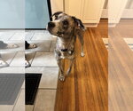 Small Australian Shepherd-Catahoula Leopard Dog Mix