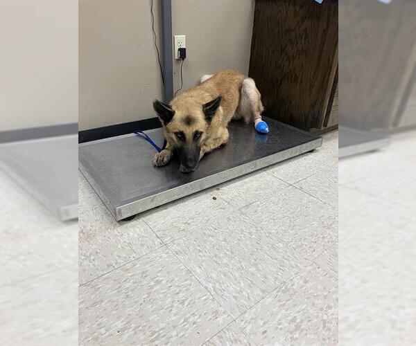 Medium Photo #1 German Shepherd Dog Puppy For Sale in Conroe, TX, USA