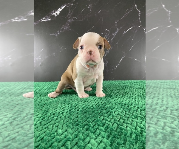 Medium Photo #27 Boston Terrier Puppy For Sale in TULARE, CA, USA