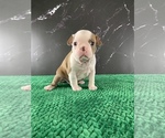 Small Photo #107 Boston Terrier Puppy For Sale in TULARE, CA, USA