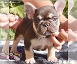 Small Photo #4 French Bulldog Puppy For Sale in NORCO, CA, USA