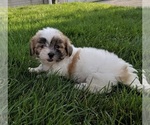 Small Photo #4 Mal-Shi Puppy For Sale in FREDERICKSBURG, OH, USA