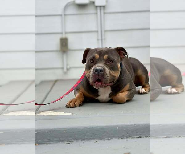 Medium Photo #2 American Bulldog Puppy For Sale in Visalia, CA, USA