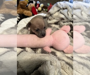 Chihuahua Puppy for sale in SHERMAN, TX, USA