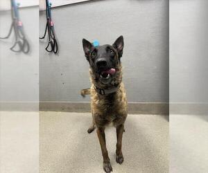 Mutt Dogs for adoption in Las Vegas, NV, USA