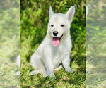 Image preview for Ad Listing. Nickname: Scout