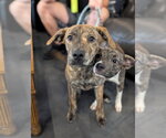 Small #3 American Staffordshire Terrier-German Shepherd Dog Mix