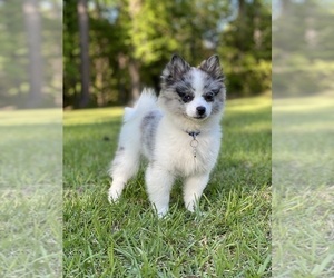 Pomeranian Puppy for sale in CASTLE HAYNE, NC, USA