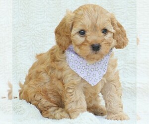 Cavapoo Puppy for sale in LITITZ, PA, USA