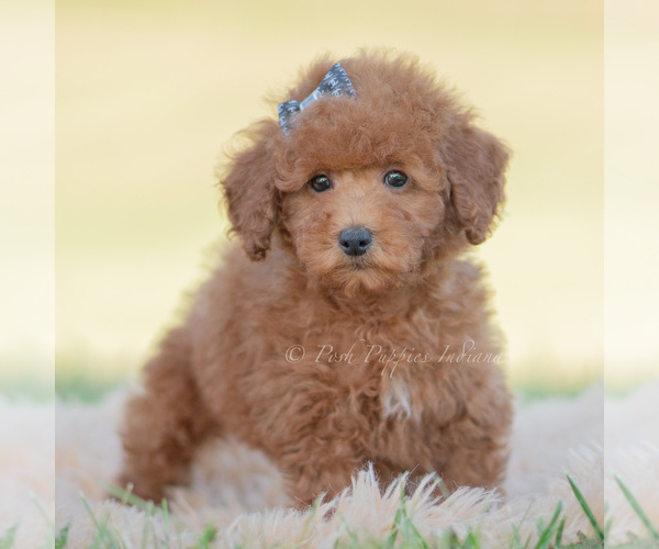 Medium Photo #100 Poodle (Miniature) Puppy For Sale in WARSAW, IN, USA
