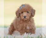 Puppy 17 Poodle (Miniature)