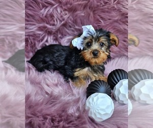 Yorkshire Terrier Puppy for sale in INDIANAPOLIS, IN, USA