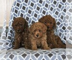 Small Photo #2 Poodle (Miniature) Puppy For Sale in NARVON, PA, USA